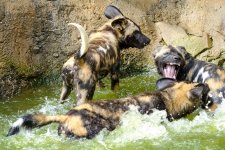 Cincinnati Zoo--18 (1000x667).jpg