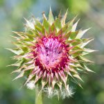 AbFlowers-1.jpg