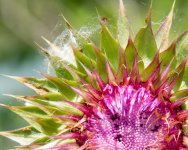 AbFlowers-2.jpg