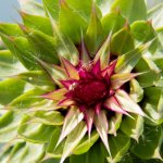 AbFlowers-3.jpg