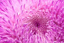 AbFlowers-4.jpg
