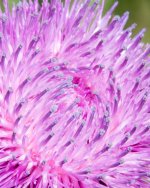 AbFlowers-5.jpg