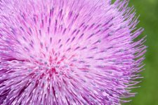 AbFlowers-6.jpg