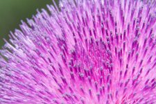 AbFlowers-7.jpg
