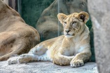 Cincinnati Zoo--28.jpg