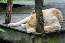 Cincinnati Zoo---30.jpg