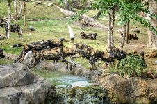 Cincinnati Zoo--32.jpg