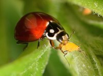 Ladybug.jpg