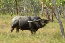 large_bull.jpg
