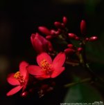 FSC_6126.jpg