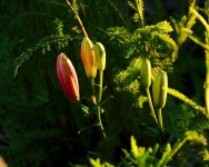 DSC_7006-flowers at sunset -0015-2015-06-27T22_14_27.jpg