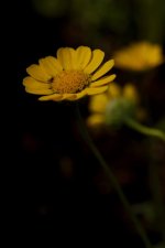 DSC_7155-morning 60mm macro flowers-0016-2015-06-28T10_34_36.jpg