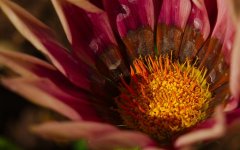 DSC_7153-morning 60mm macro flowers-0017-2015-06-28T10_34_28.jpg