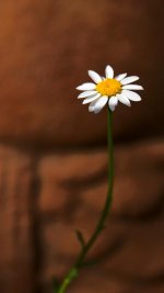 DSC_7163-morning 60mm macro flowers-0011-2015-06-28T10_35_11.jpg