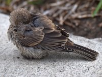 BabyFinch.jpg