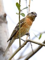 Grosbeak2.jpg