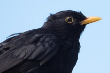 _DSC5282.jpg