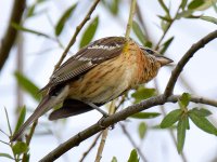 Grosbeak4.jpg