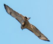 Redtail-9212.jpg