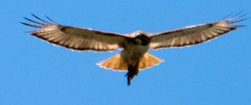 Redtail-9216.jpg