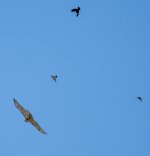 Redtail-9225.jpg