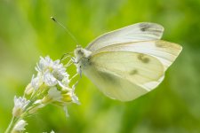 CabFly-2.jpg
