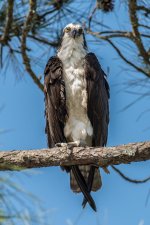 Okaloosa Island Osprey-2.jpg