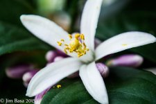 JBPhotoFlwMacroF2015.jpg