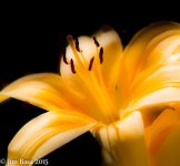 JBPhotoFlrHJC2015.jpg