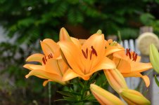 Aunt Mary's House area.--10.jpg