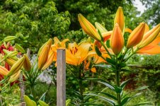 Aunt Mary's House area.--11.jpg