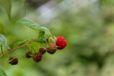 Aunt Mary's  House area.--8.jpg