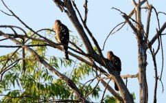 27th June 2015 006.JPG