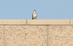 27th June 2015 009.JPG