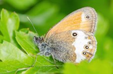 20150628-butterfly.jpg