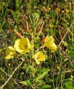 DSCN1085.jpg