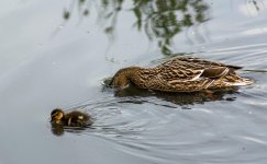 DSC_3593.jpg