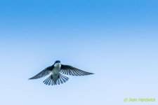 IVA_1083-2.jpg