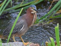 GreenHeron6.jpg