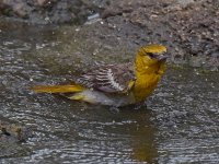 Oriole8.jpg