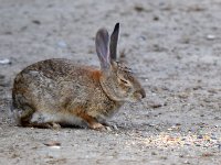 Rabbit2.jpg