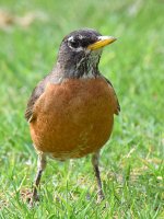 Robin3.jpg