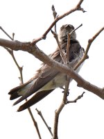 Swallow3.jpg