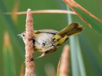 YellowThroat.jpg