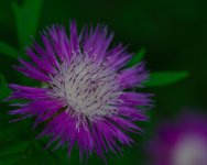 DSC_7209-garden 105micros -0041-2015-06-29T21_25_50.jpg