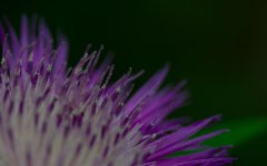 DSC_7212-garden 105micros -0040-2015-06-29T21_26_07.jpg