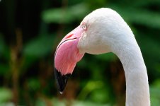 Cincinnati Zoo--34.jpg