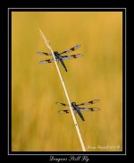 DSC_2155_Web.jpg