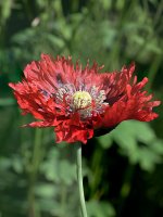 Poppy-a.jpg