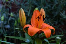 DSC_3657.jpg